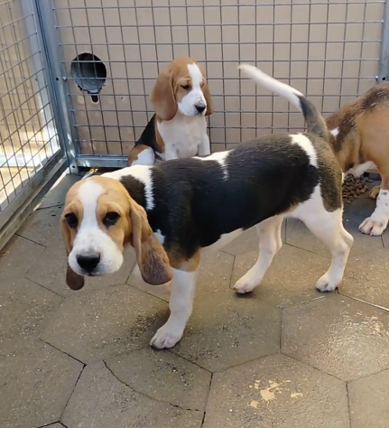 Regalo cuccioli di Beagle taglia piccola - Foto 3