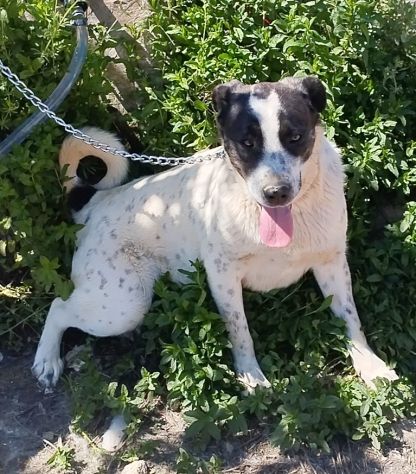 Cucciolone da sogno cerca ancora casa - Foto 6