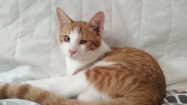 Rossino gattino