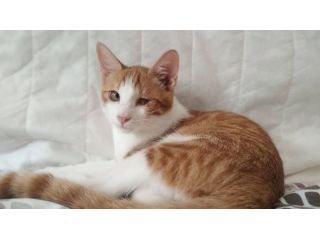 Rossino gattino