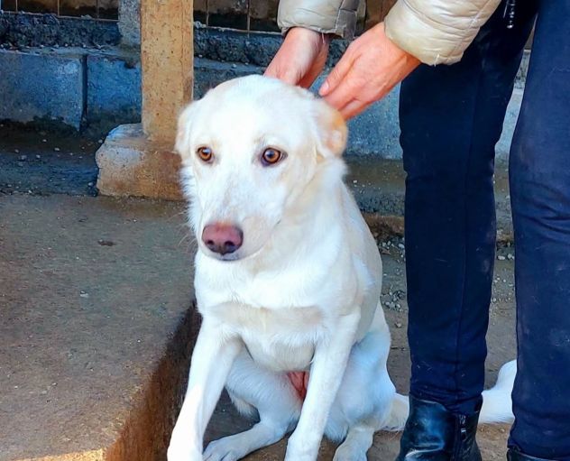VERONIQUE UN VERO TESORO CAGNOLINA IN ADOZIONE - Foto 4