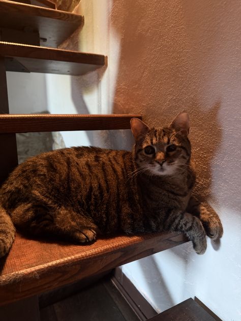 🐾 Dog &amp; Cat Sitter ad Arezzo | Istruttore Cinofilo SIUA 🐶🐱 - Foto 4