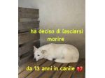 HARRY 13 ANNI taglia media IN CANILE DA SEMPRE