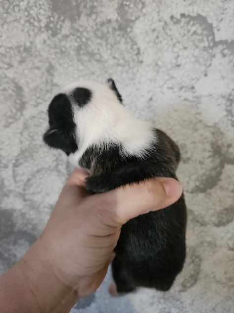 Bulldog francese femmina - Foto 3