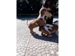 ALLEVAMENTO E CUCCIOLI AMSTAFF IN BASILICATA