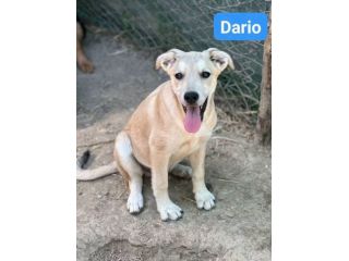 CUCCIOLI IN ADOZIONE