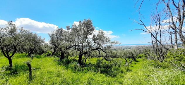 Uliveto in vendita a Montecorvino Rovella - Foto 10