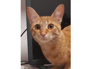 animali