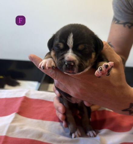 CUCCIOLI AMERICAN BULLY - Foto 8