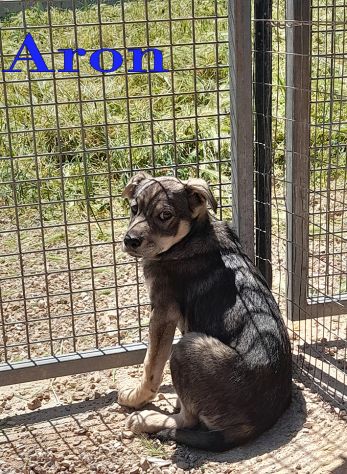 Aron e Jago cuccioli dolcissimi in adozione - Foto 6