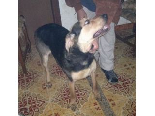 CHICA, cucciola in pericolo