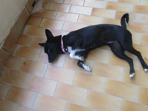 MIRNA, solo affetto e niente più! - Foto 2