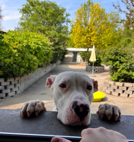 ALBINO DOGO ARGENTINO - Foto 6