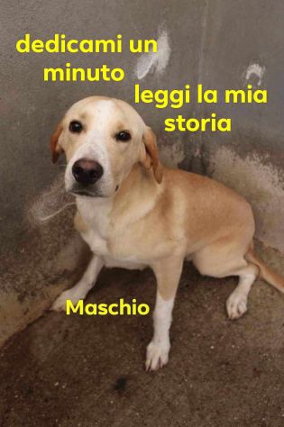 CUCCIOLO 1 ANNO TAGLIA MEDIA