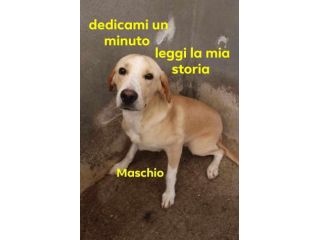 CUCCIOLO 1 ANNO TAGLIA MEDIA