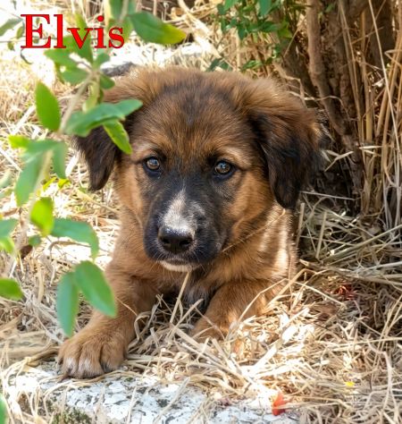 Locky ed Elvis bellissimi cuccioli taglia grande - Foto 10