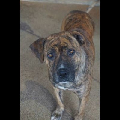 KARIN E I SUOI CUCCIOLI KURT E KELLY, CANI IN ADOZIONE - Foto 7