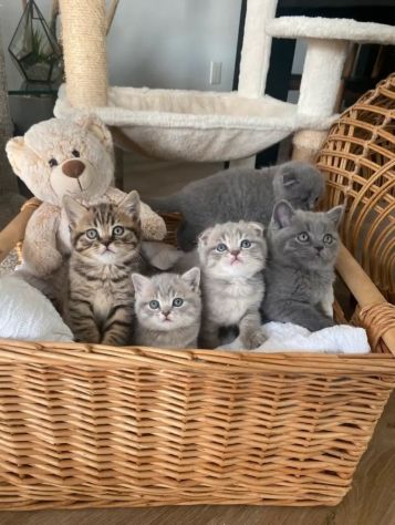 British shorthair - cuccioli