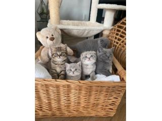 British shorthair - cuccioli