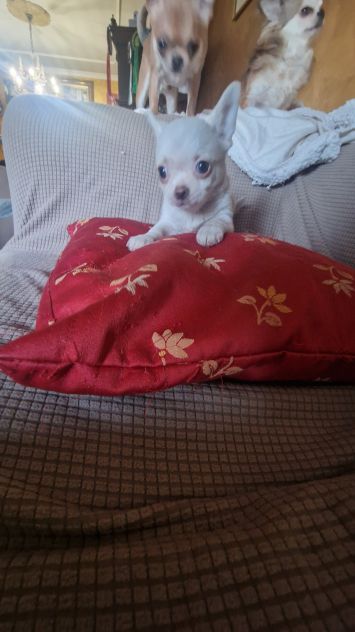 Chihuahua toy cuccioli - Foto 2