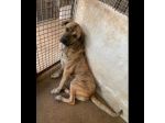 ZEUS SPLENDIDO DERIVATO CORSO, CANE IN ADOZIONE