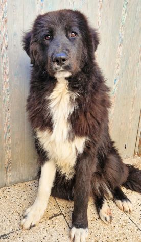 CHIAMA PER QUEGLI OCCHIONI TRISTI!MAX,IN CANILE! - Foto 4
