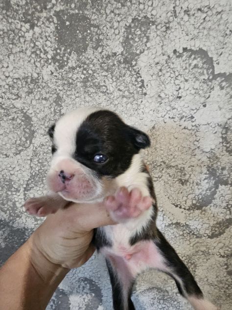 Bulldog francese femmina - Foto 7