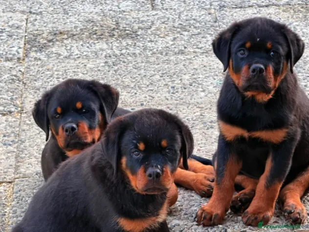 Cuccioli Rottweiler pedigree Enci pagamenti agevolati - Foto 4