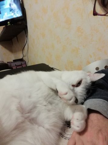 CAT SITTER - Foto 2