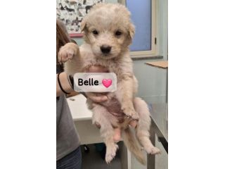 CUCCIOLI 2 MESI taglia media