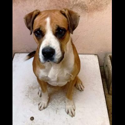 NADIR SIMIL BOXER SOCIEVOLE EDUCATO CANE IN ADOZIONE