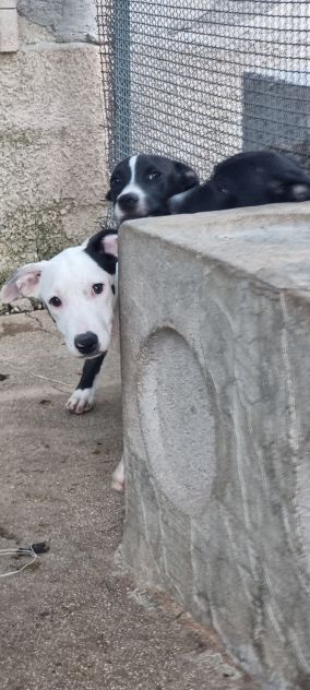 Cuccioli Amstaff 250 a Lecce in Puglia