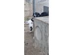 Cuccioli Amstaff 250 a Lecce in Puglia