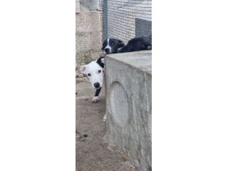 Cuccioli Amstaff 250 a Lecce in Puglia