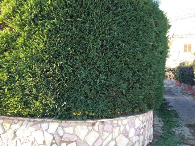 Impresa Giardinaggio e paesaggi - Foto 4