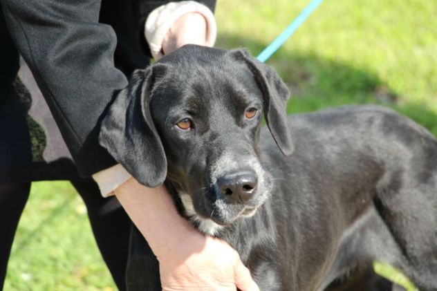 GIULIA, vitale mix labrador URGENTE - Foto 5
