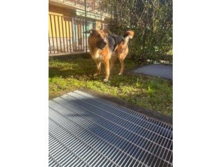 ACHILLE, 4 ANNI E MEZZO, LA FAMIGLIA LO PORTA IN CANLE! CERCA URGENTE CASA!