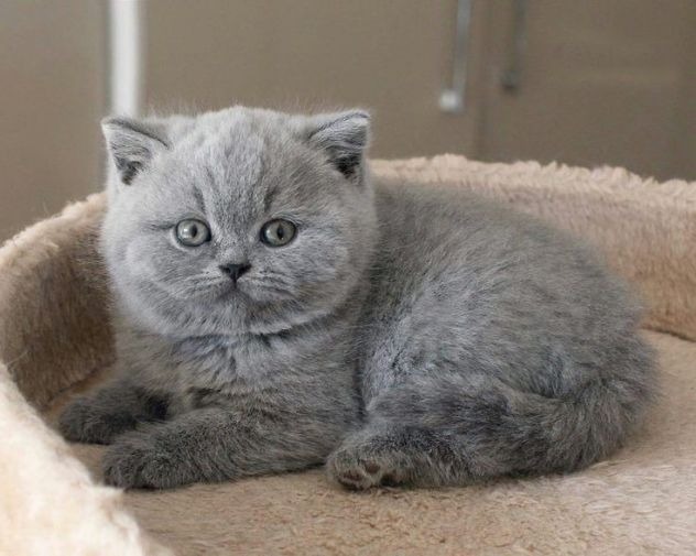BRITISH SHORTHAIR CUCCIOLI BLU pag in 12 mesi - Annunci Milano