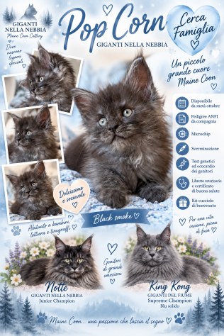 Maine Coon cucciolo pedigree ANFI - Foto 2