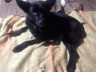 6anni kg 7 sfortunato nero senza coda aspetta casa prov ALESSANDRIA