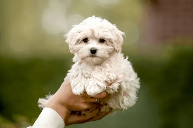 piccoli di maltese