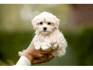 piccoli di maltese