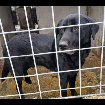 SIRIUS FANTASTICO MIX LABRADOR CANE IN ADOZIONE - Foto 6
