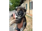 Cuccioli di Shiba Inu (con pedigree ENCI)
