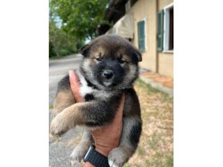 Cuccioli di Shiba Inu (con pedigree ENCI)
