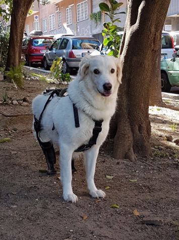 BIANCA, famosa super maremmanina - Foto 2