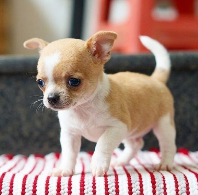 CHIHUAHUA TOY CUCCIOLI - pag in comode rate - Foto 2