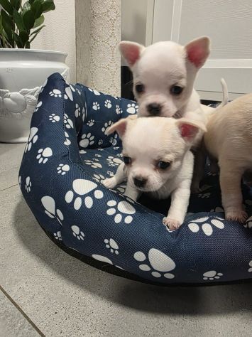 Cuccioli di chihuahua da privato - Foto 5