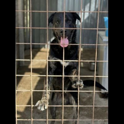 TRONKY AFFETTUOSO E GIOIOSO CANE IN ADOZIONE - Foto 3