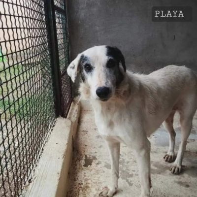 PLAYA, docile e pacata, un destino da cambiare, cagnolina in adozione